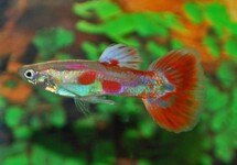 GUP PIGEON BLOOD MAN