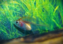GYMNOCHANDA PLOEGI M