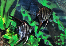 SCALAIRE FONCE ASSORTIS
