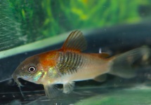 CORYDORAS ORANGE VENEZUELA