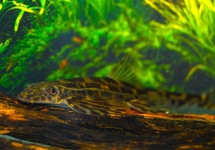 LOACH VIETNAM
