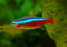 CARDINAL TETRA COLOMBIA