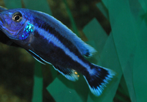 MALAWI CICHLIDE CHIPOKA