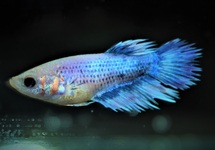 KAMPFFISCH CROWNTAIL FRAU