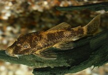 LDA016 ANCISTRUS