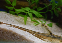 GOLDEN WHIPTAIL