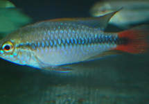 DWARF CICHLID RIO MAMORE