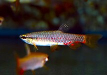 SPLASH TETRA BREVIS