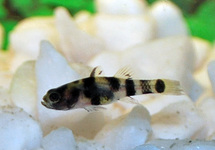 POISSON ABEILLE