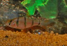 FIVE-BANDED BARB