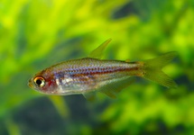INPAICHTHYS PARAUAPIRANGA