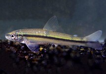 Other Algae Eaters