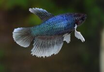 BETTA DUMBO EAR FEMALE