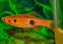CLOWN RASBORA