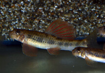 GOBIE TAFANGENSIS