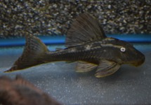 L137 BLUE EYED RED FIN PLECO M/L