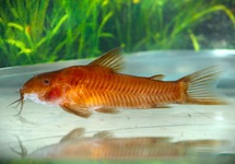ASPIDORAS C125 ROUGE