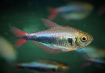 PERU RED BLUE TETRA