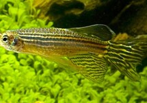 DANIO RERIO LONG FIN M