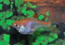 RASBORA ARLEQUIN DORÉ