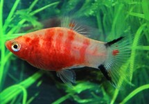 PLATY BLEEDING HEART