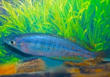 MELANOTAENIA PARKINSONI