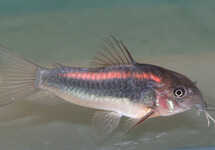 CORYDORAS BANDE ROUGE