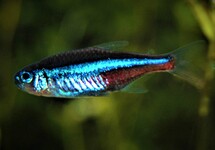 GREEN NEON TETRA