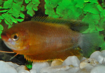GOURAMI À GROSSES LÈVRES ORANGE