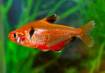 SERPAE TETRA