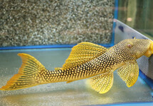L014 SCOBIANCISTRUS AUREATUS SHOW