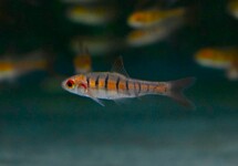 AFRICAN BANDED BARB