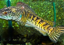 SNAKEHEAD ORANGE SPOTTED