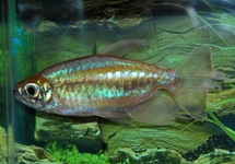 African Tetra