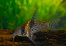 CORYDORAS C154