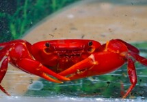 CRABE INDIA