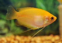GOURAMI MIEL DORÉ