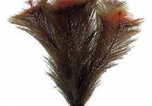 Myriophyllum tuberculatum (matagrossense red) - TA