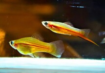 SCHWERTTRÄGER YUCATAN