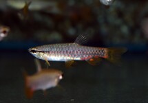 SPLASH TETRA BREVIS