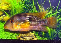 PEARL CICHLID