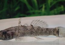 GOBIE KRIBENSIS