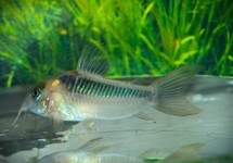 CORYDORAS RABAUTI