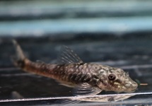 DWARF PLECO BAHIENSIS