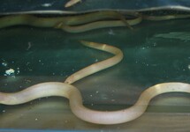SWAMP EEL ALBINO TULIP