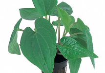 Saururus cernuus - PE
