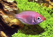 KÜSSENDE GURAMI ROSA