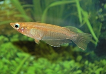 INDIAN RICEFISH