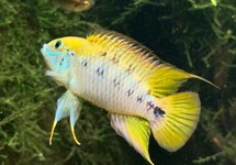 DWARF CICHLID ALACRINA Rio Ariari