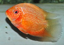 RED SPOTTED SEVERUM
